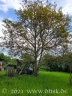 Unser geliebter Walnussbaum beginnt wieder zu blühen