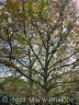 Nochmal unser schöner Walnussbaum