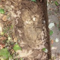 Der andere Teil der Ameisenbauten im Boden
