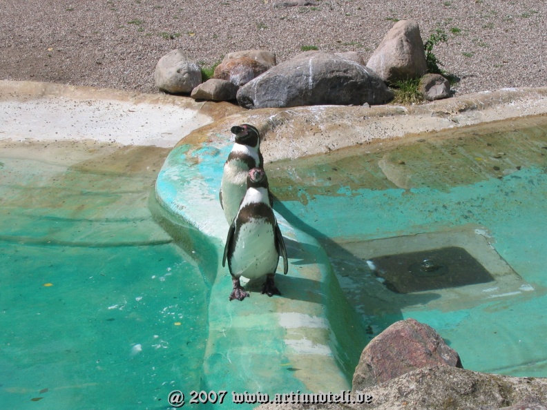 21_Pinguine.jpg