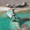 21_Pinguine.jpg