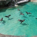 Pinguine im Wasser