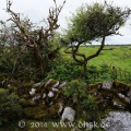 Bäume im Burren