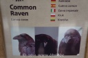 Corvus Corax im Vogelpark