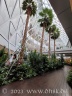 Palmen im Changi Airport
