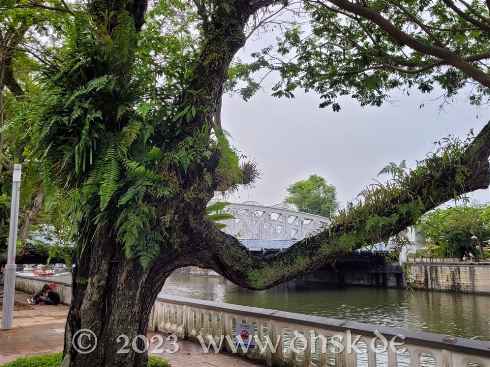 Am Singapore River stehen interessante Bäume