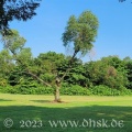 Baum in der Nähe des Chinese Garden