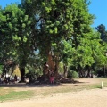 Schöner Baum im Park